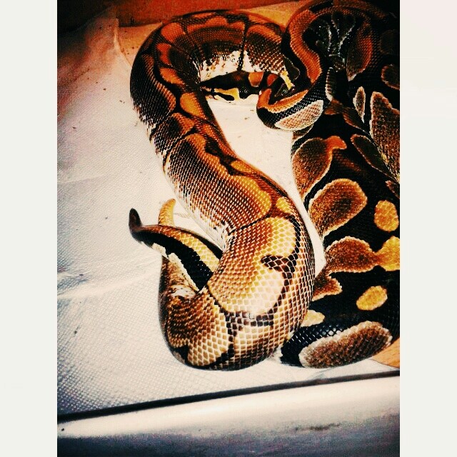 python regius