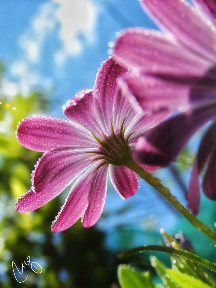 flor