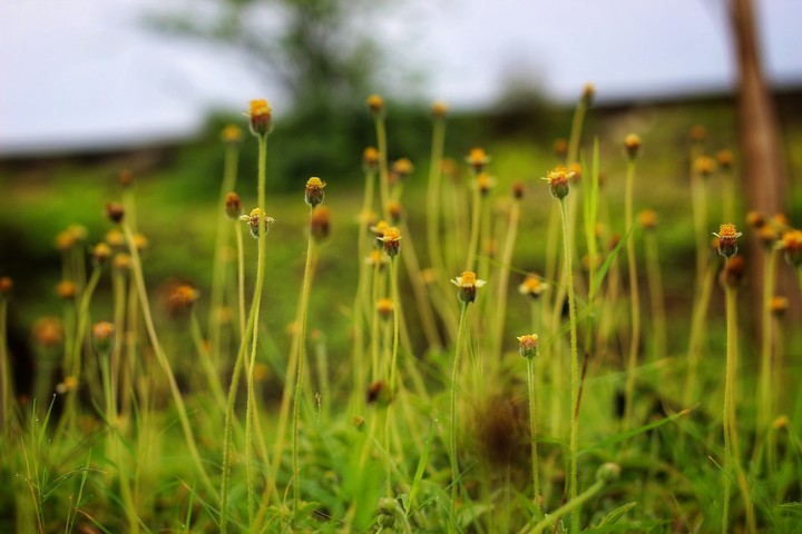 earth laughs in flowers