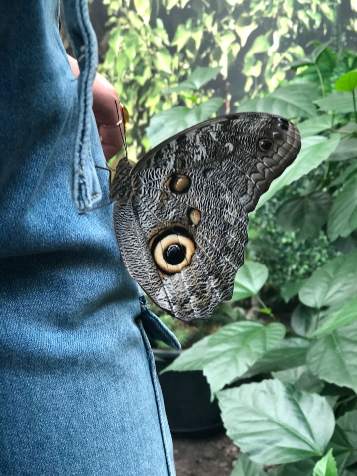 Butterfly