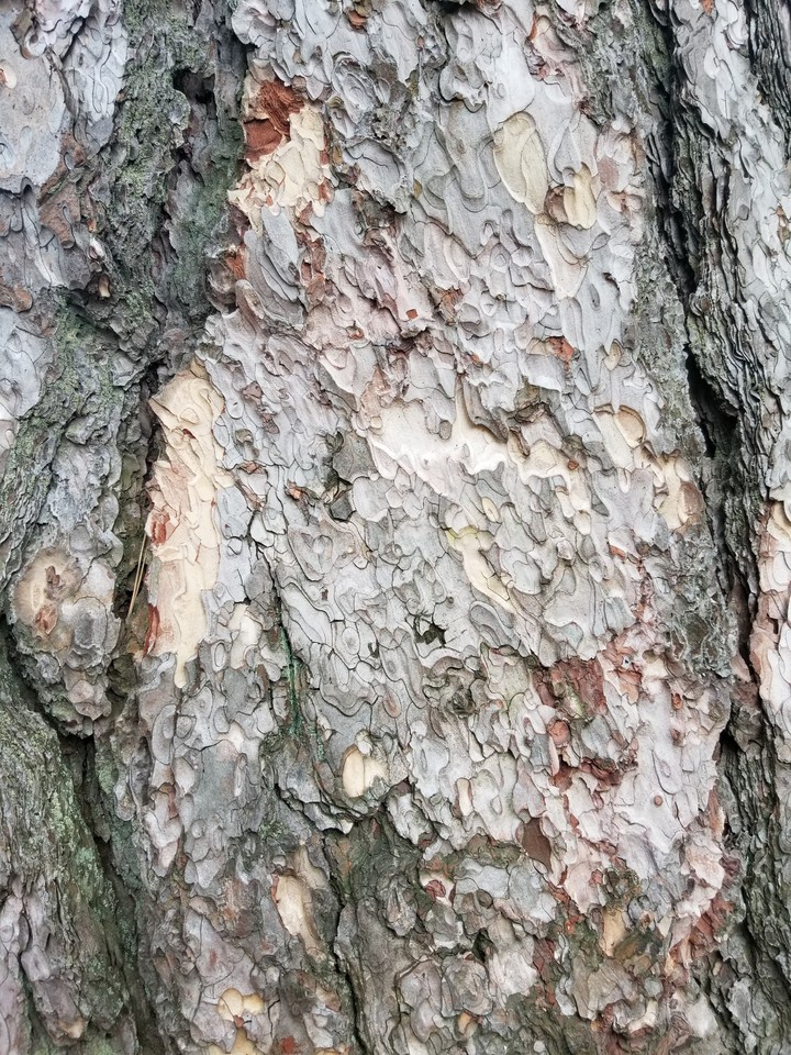 Treat oak