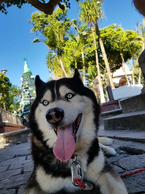 snout, dog Hintergrundbilder