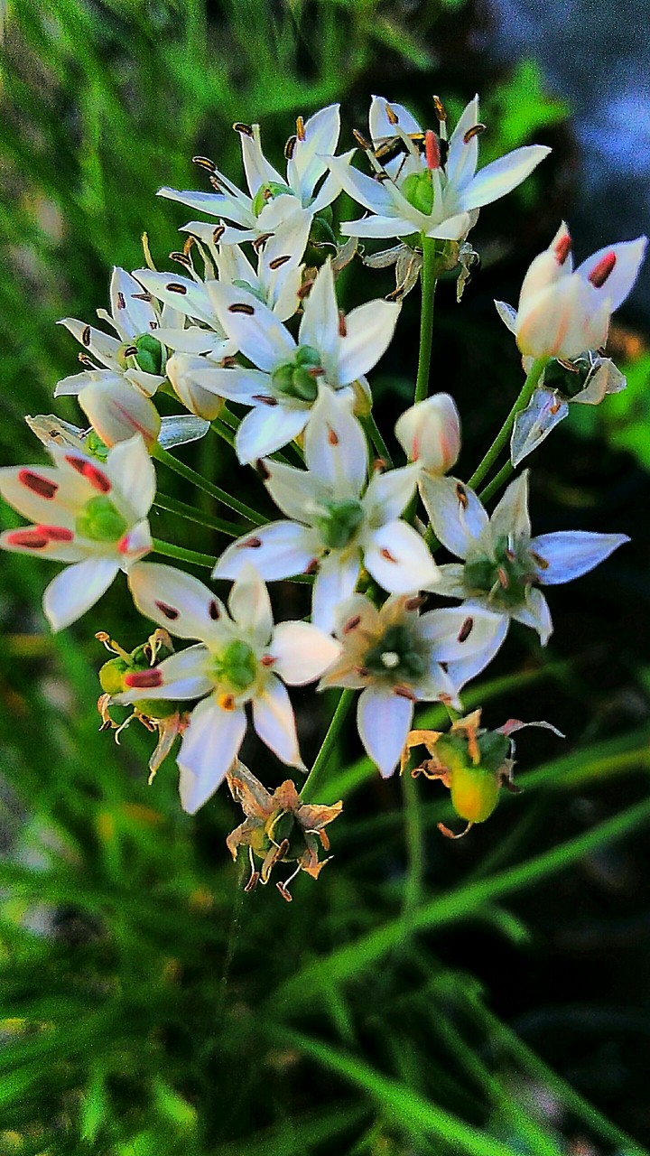 Wild White Blossoms