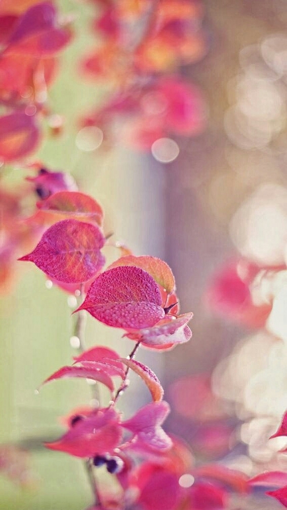 FLORES TUMBLR