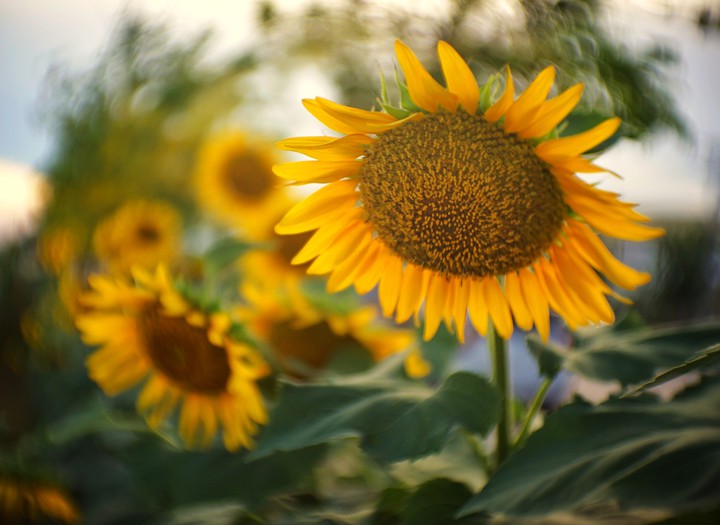 Summer flower