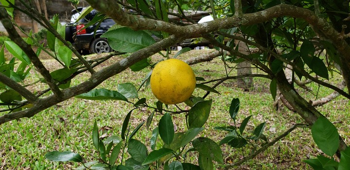 Laranja