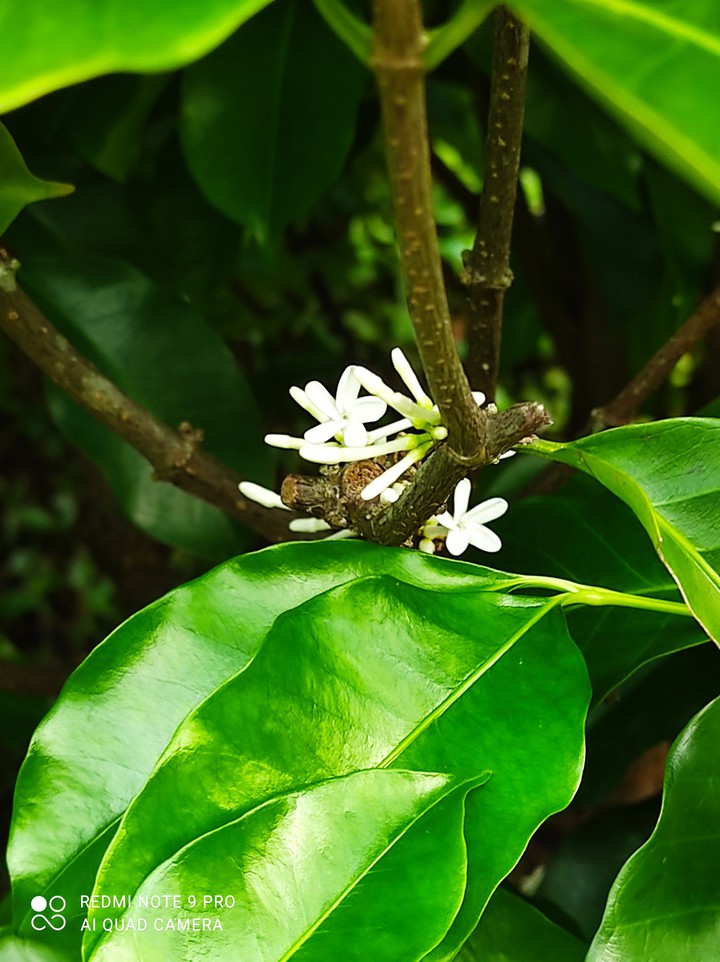 Little Flowers