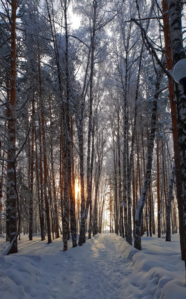 Winter forest in Siberia