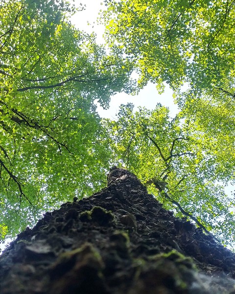 ταπετσαρίες trunk, Shade
