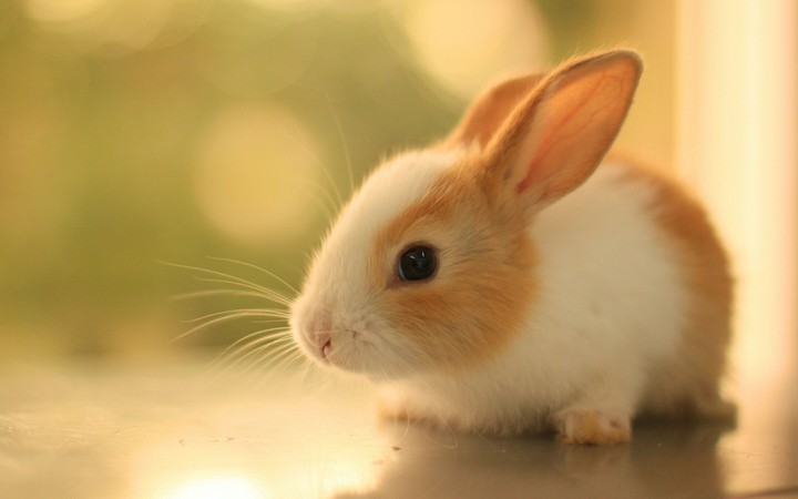 quite rabbit