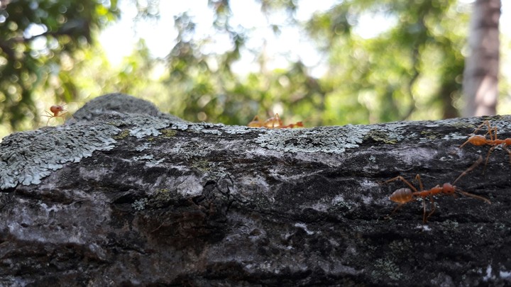 Nature