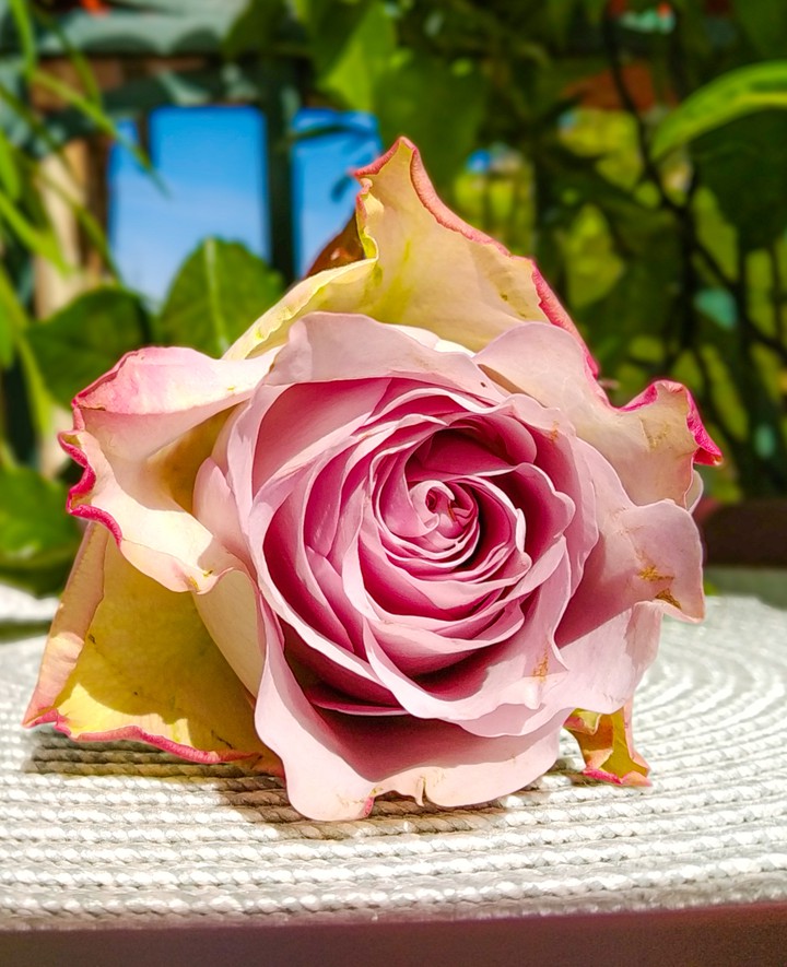 Rose