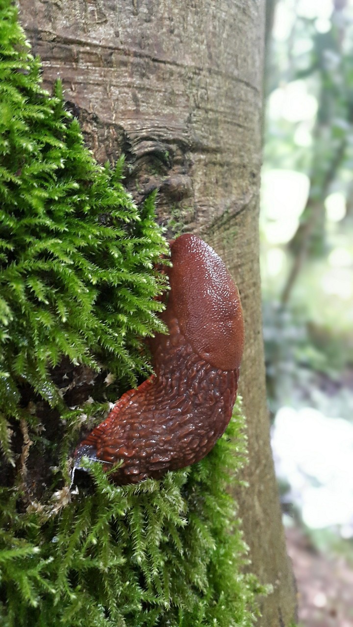 Tree Slug