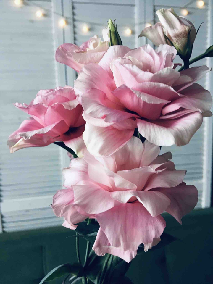 spring flowers