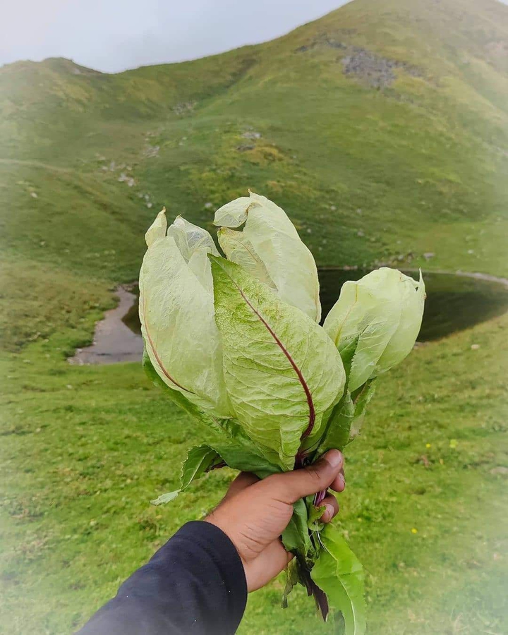 Braham kamal, Uttarakhand state flower