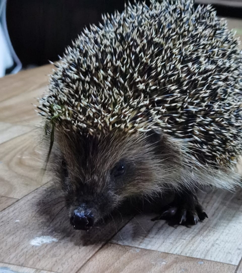 鼻子, whiskers壁纸