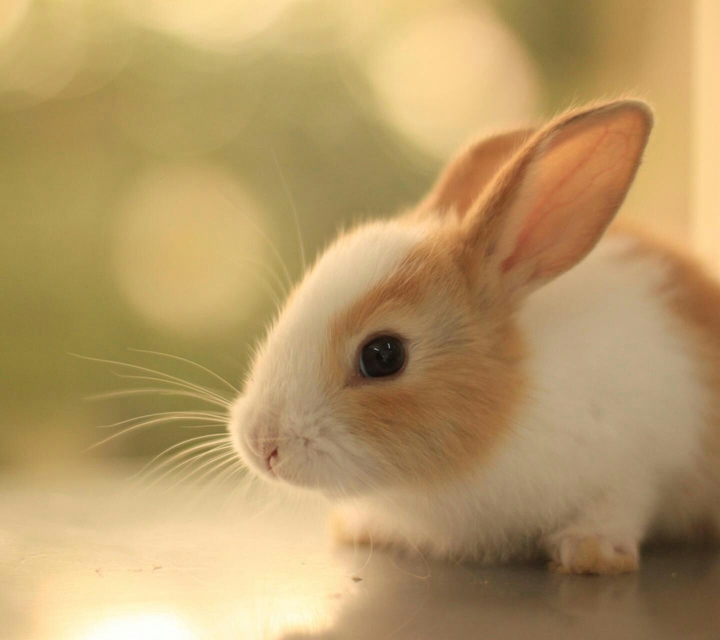 Rabbit