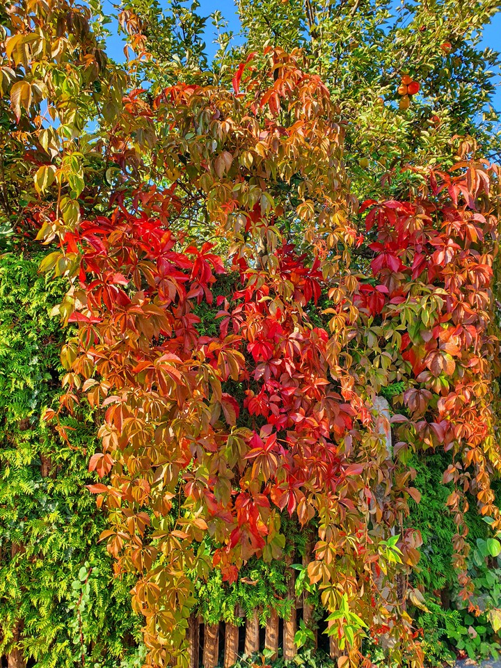 Herbst