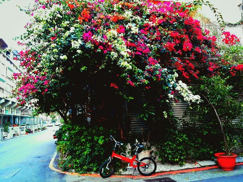 shrub, tree wallpapers