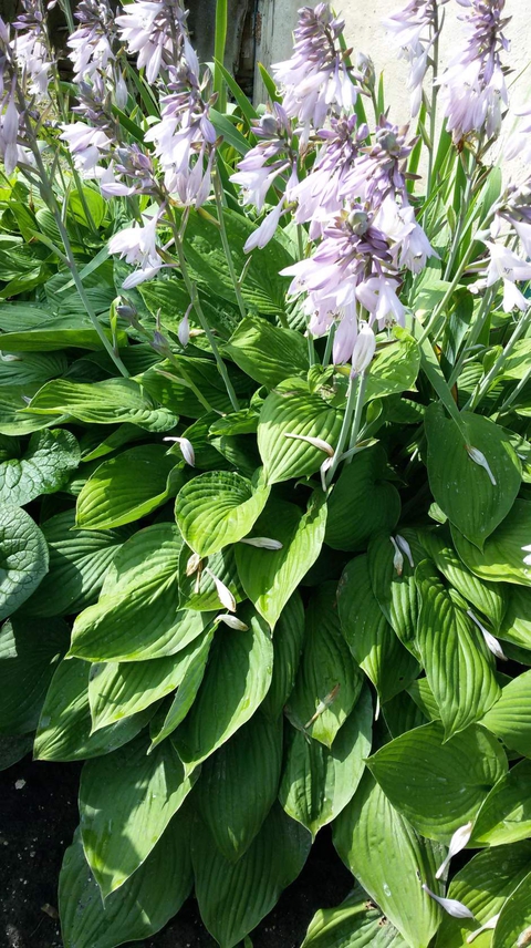 flower, 草本植物桌布