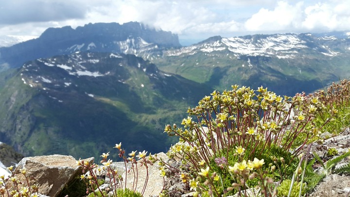 Montains and flowers