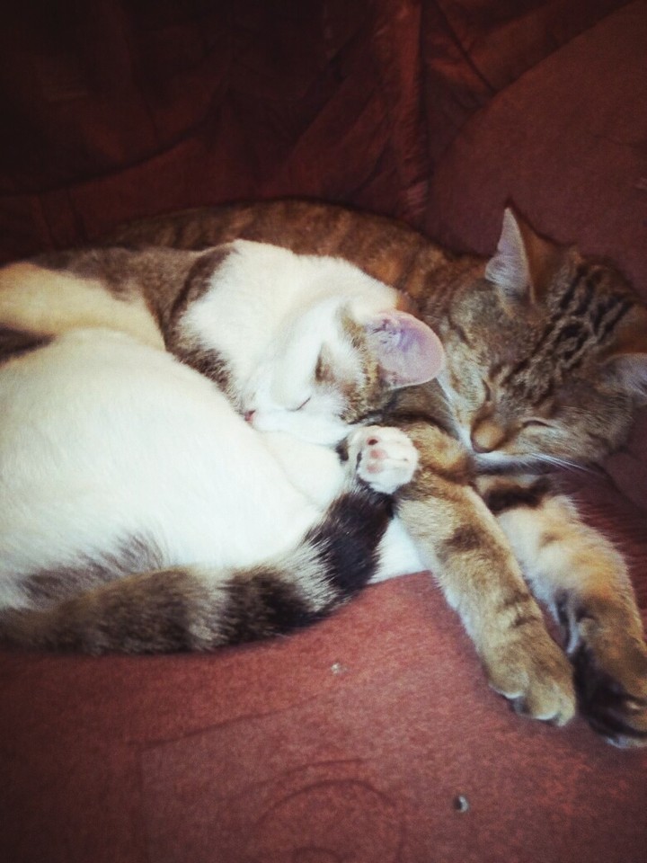 Meine süßen kitten ❤