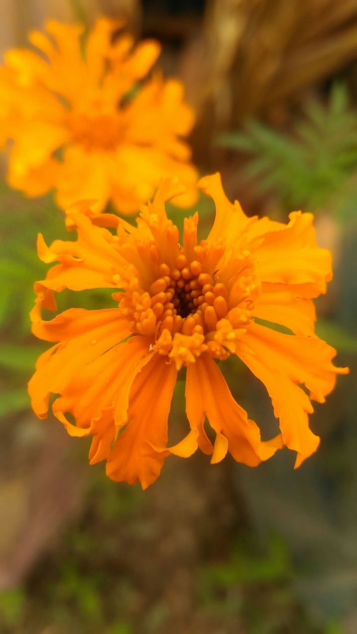 go yellow