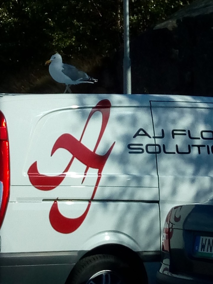 Seagull on the car
