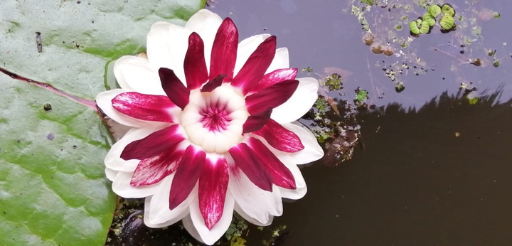 amazonas Colombia