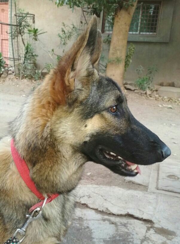 Kaiser
