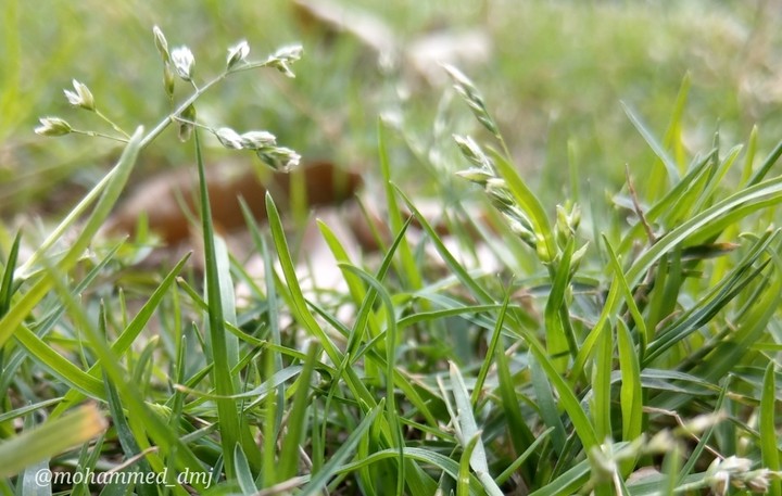 Grass in the garden
