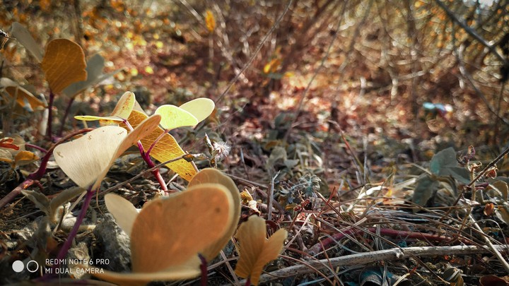 nature