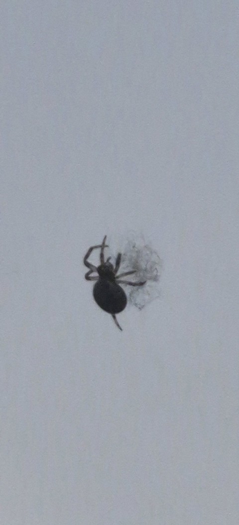 тапети invertebrate, spider