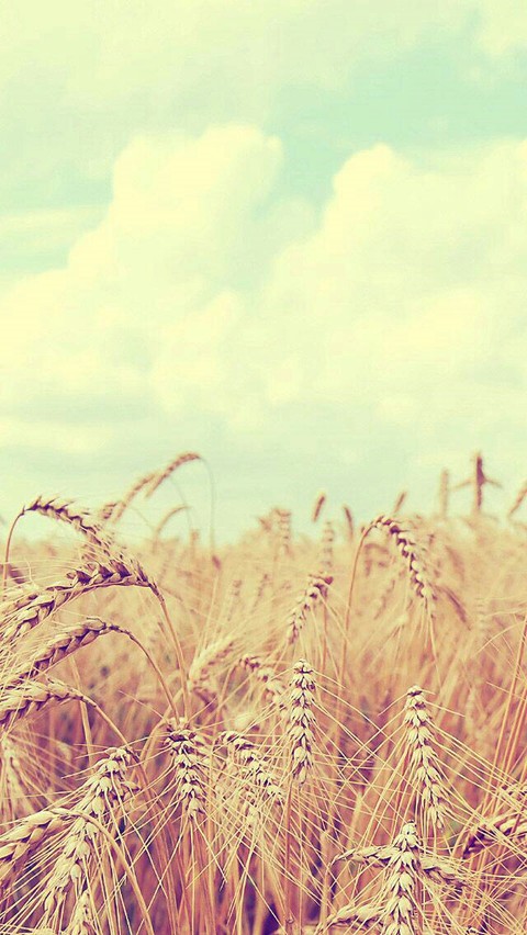 sfondi plant, rye