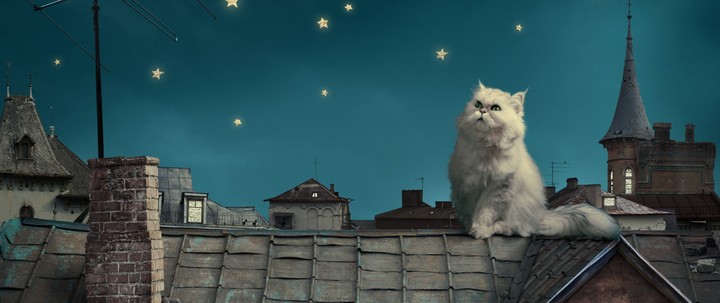 Tom Cat in the starry starry Night