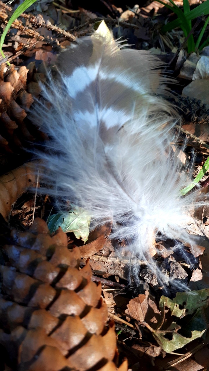 Burda feather in the forest