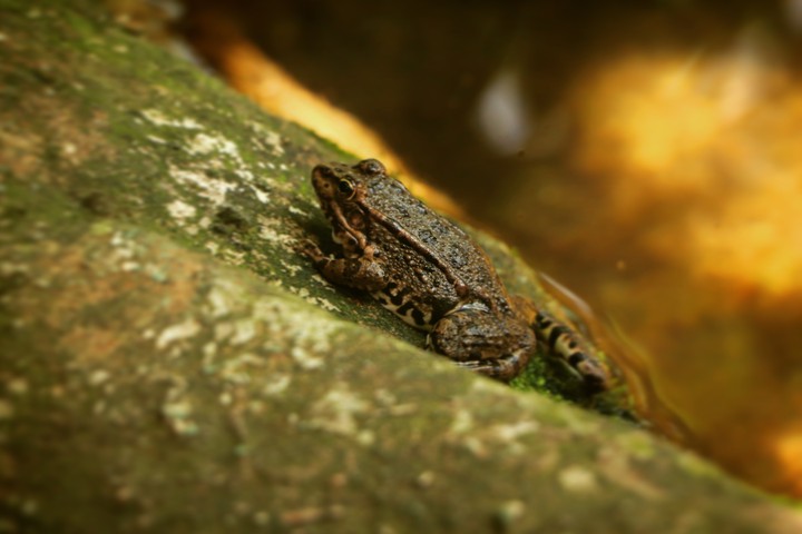 frog