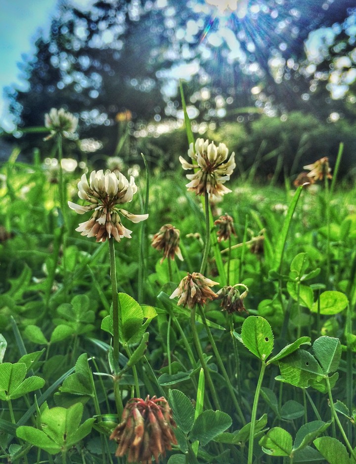 summer