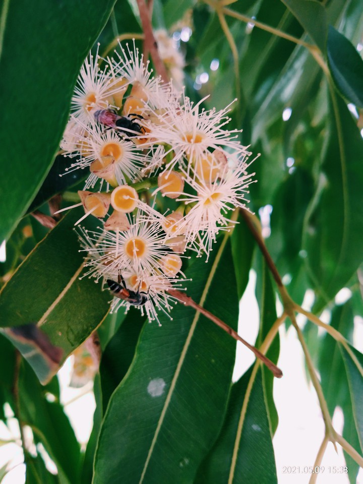 beautiful tree