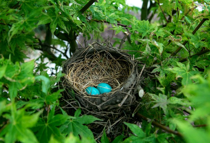 eggs