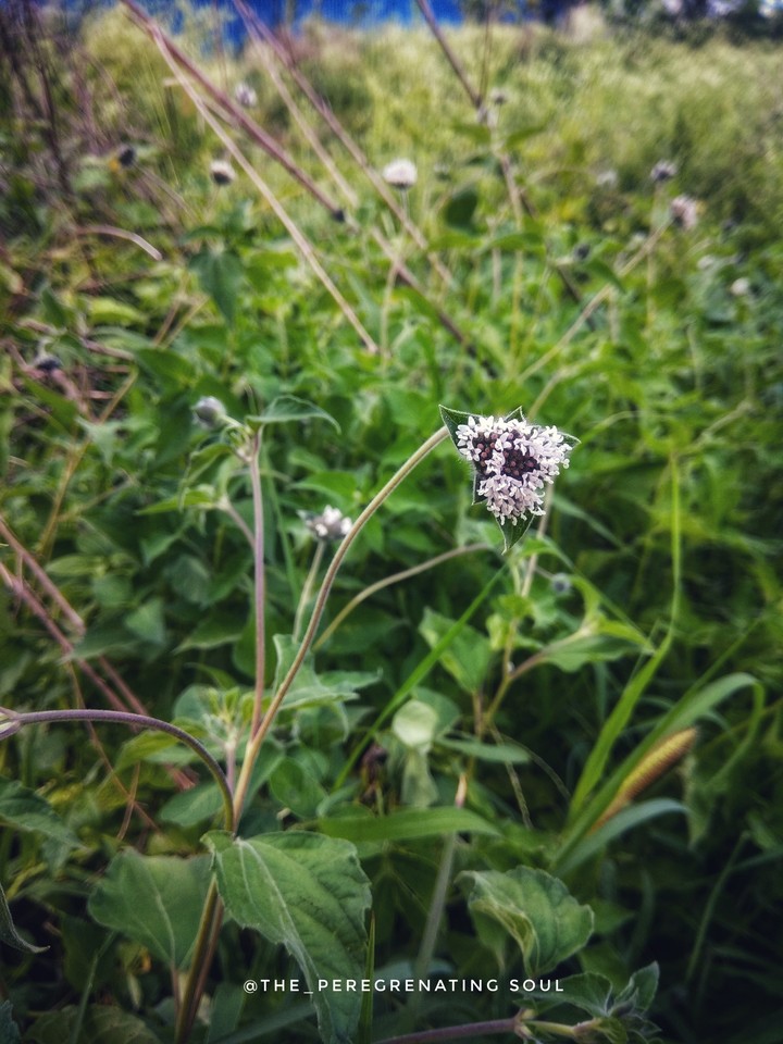 nature