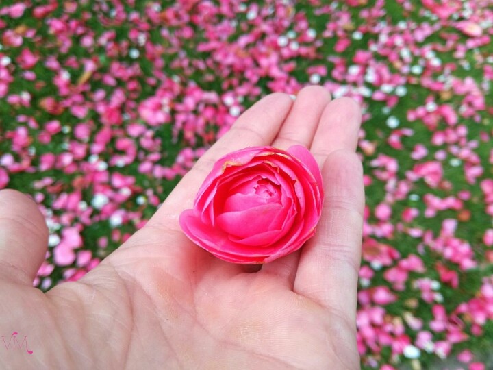 la flor