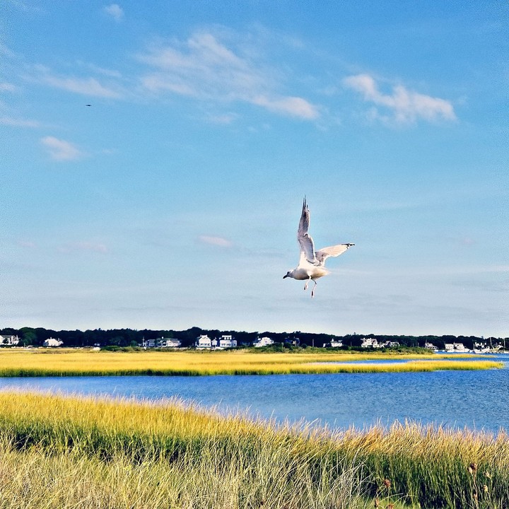 bird