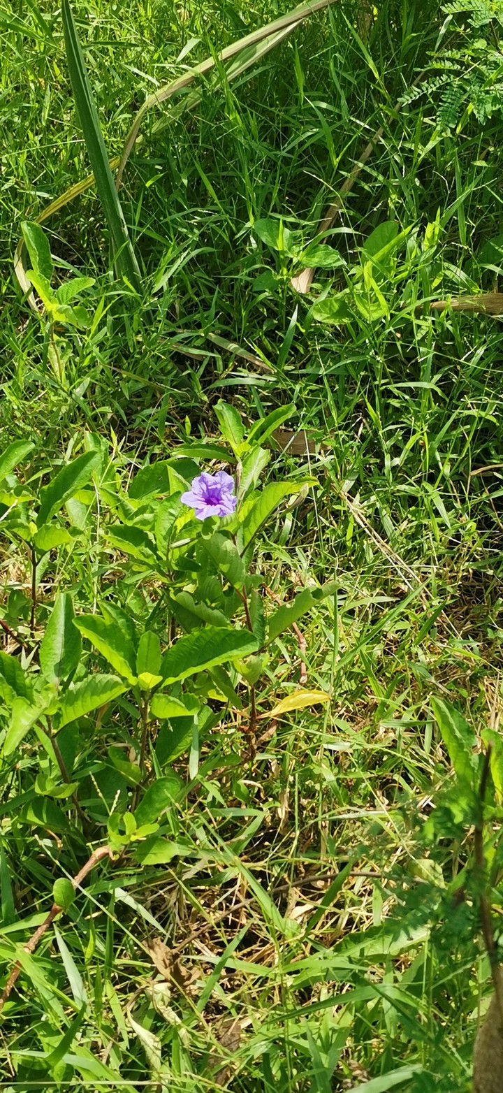 violet