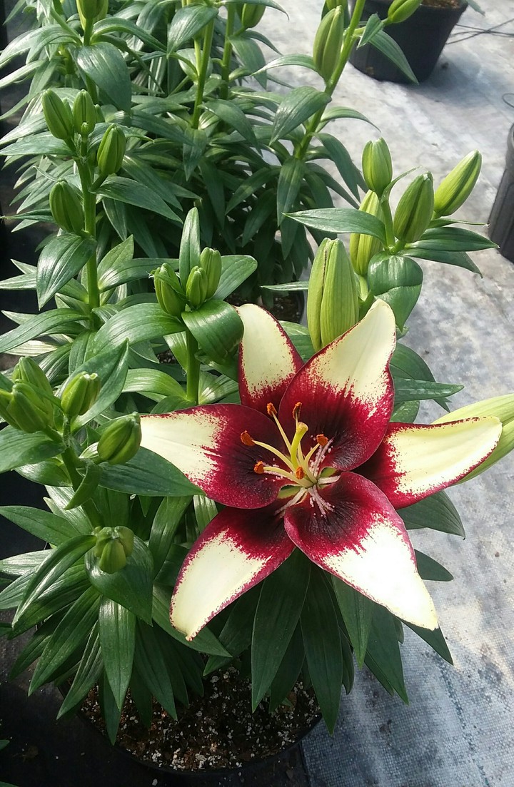 lilly