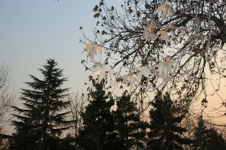 winter ,  photo : Alireza Niketeghad