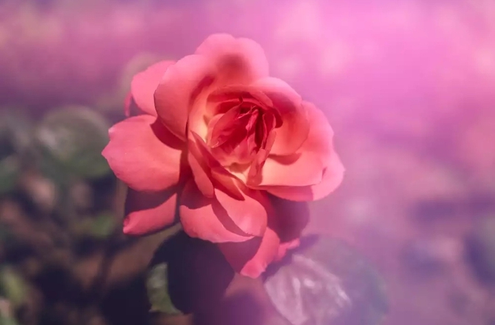 #rose