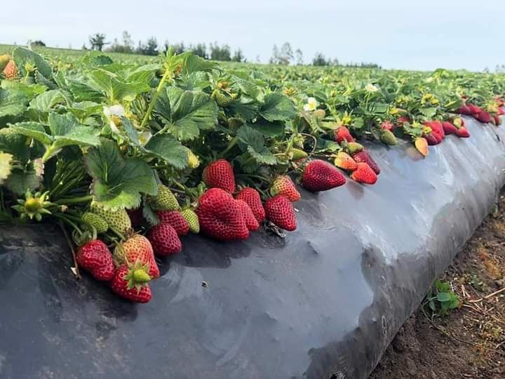 frutillas