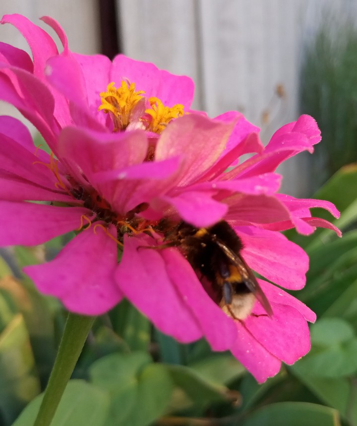 bumblebee sleepyhead