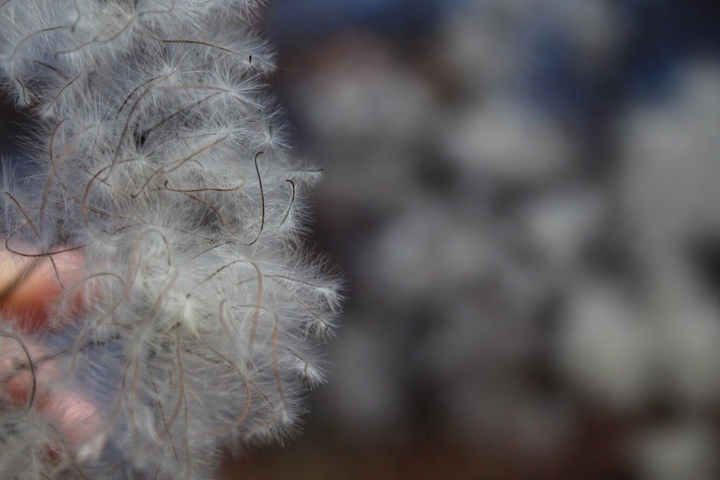 Fluff.